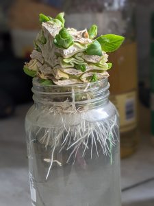 cabbage water propagation