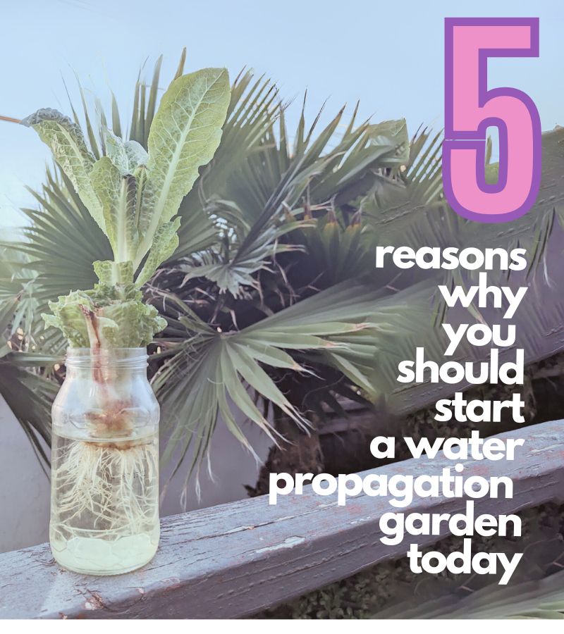 5 Reasons Why You Should Start a Mini Water Propagation Garden Today